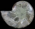 Cut Ammonite Fossil (Half) - Agatized #54343-1
